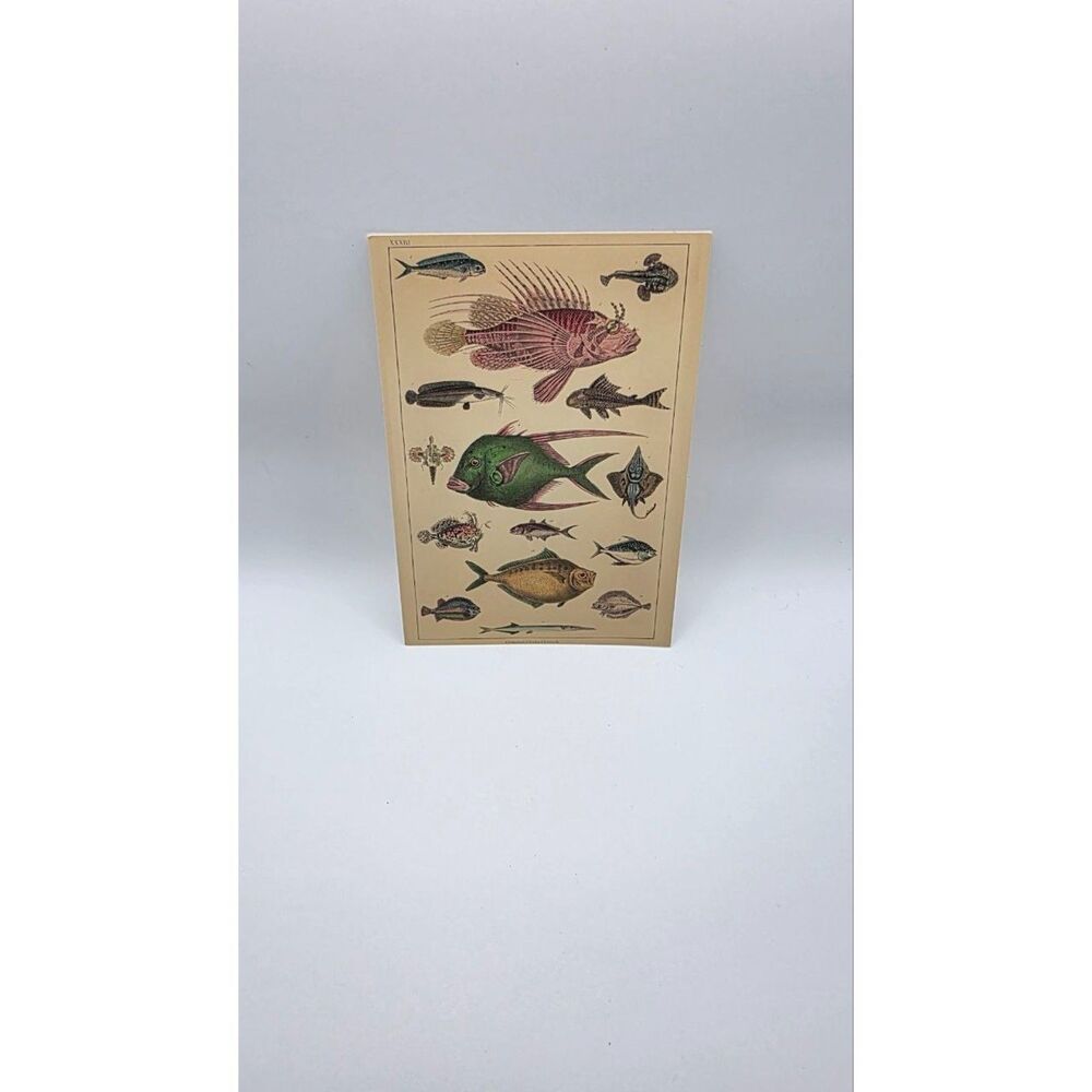 Vintage Fish Art Print Natural History Marine Life Nautical Coastal Wall Decor - Picture 3 of 3